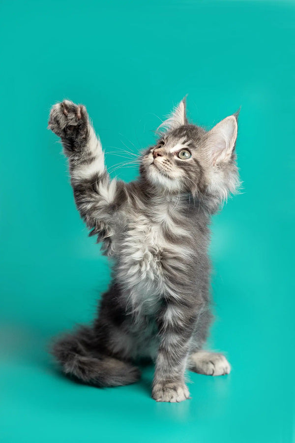 Gray tabby Maine Coon kitten with raised paw sitting against a teal background