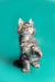 Gray Tabby kitten standing on hind legs, showcasing playful Maine Coon characteristics