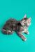 Gray Tabby kitten lying on its side, perfect Maine Coon kitten for your home