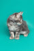 Gray tabby Maine Coon kitten with head turned, cuteness overload for Ares product