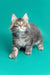 Fluffy gray and white Maine Coon kitten with alert eyes and perked ears