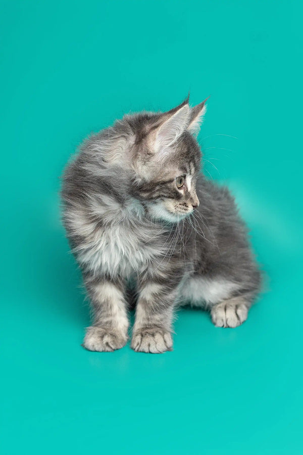 Gray and white fluffy Maine Coon kitten sitting cutely with its head turned