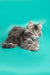 Gray tabby Maine Coon kitten with fluffy fur relaxing adorably on a soft surface