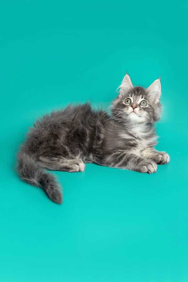 Gray and white long-haired Maine Coon kitten lying down, looking adorable