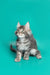 Fluffy gray and white Maine Coon kitten Ares sitting upright, adorable and playful