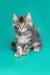 Fluffy gray tabby Maine Coon kitten Ares sitting upright looking cute and playful