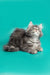 Fluffy gray and white Maine Coon kitten sitting on its haunches, looking super cute