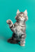 Cute Gray Tabby Maine Coon Kitten sitting upright with one paw raised