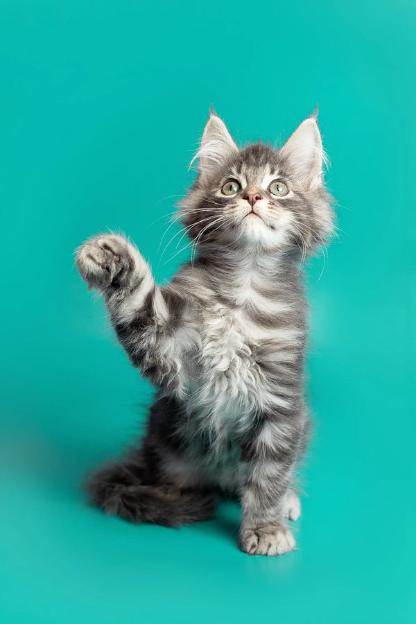 Cute Gray Tabby Maine Coon Kitten sitting upright with one paw raised