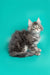 Fluffy gray Maine Coon kitten with alert eyes and pointed ears ready for fun