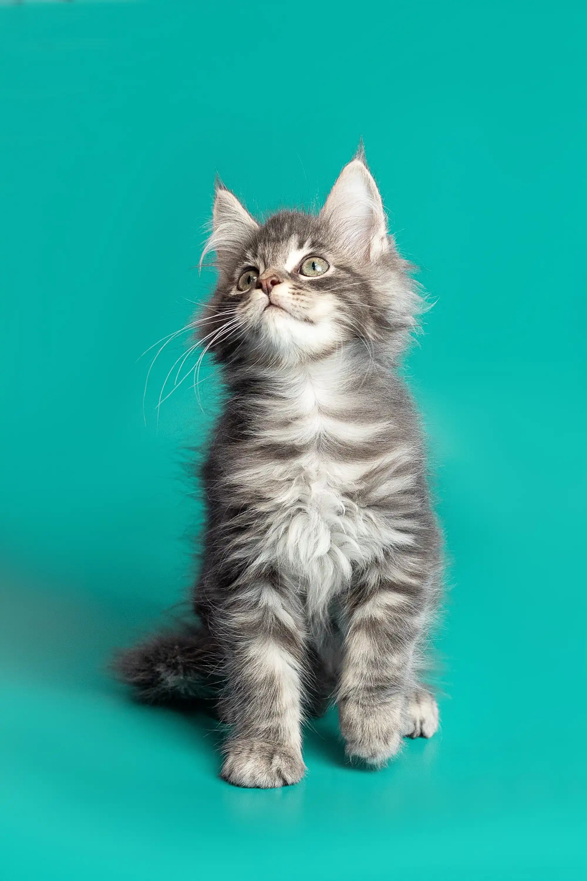 Maine Coon Kittens for Sale Ares | Kitten