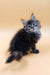 Fluffy gray and black kitten from Areya, your adorable Maine Coon companion