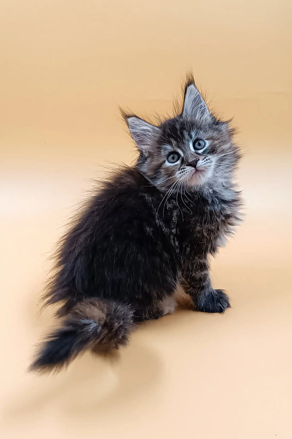 Fluffy gray and black kitten from Areya, your adorable Maine Coon companion