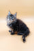 Fluffy gray and black kitten featured in Areya Maine Coon Kitten product