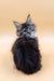 Fluffy gray and black Maine Coon kitten named Areya looking adorable and playful