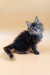 Fluffy gray and black kitten from Areya Maine Coon Kitten collection, super adorable