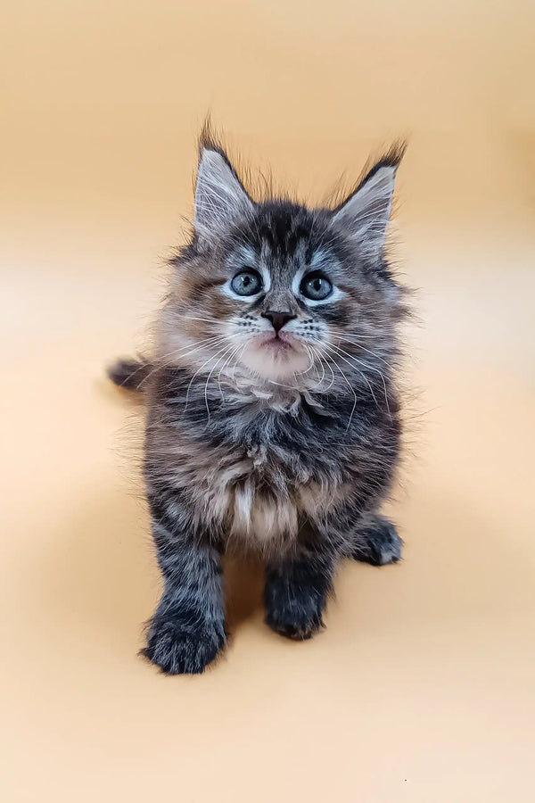 Fluffy gray tabby kitten in Areya, a cute Maine Coon Kitten product