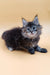 Fluffy gray tabby kitten from Areya Maine Coon Kitten product lineup