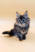 Fluffy gray tabby kitten from Areya, the adorable Maine Coon Kitten collection