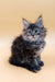 Fluffy gray tabby kitten from Areya, the adorable Maine Coon Kitten product