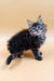 Fluffy gray tabby kitten in Areya Maine Coon Kitten product showcase