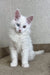 Fluffy white Maine Coon kitten with heterochromia eyes named Arfa