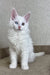 White Maine Coon kitten named Arfa with stunning heterochromia eyes