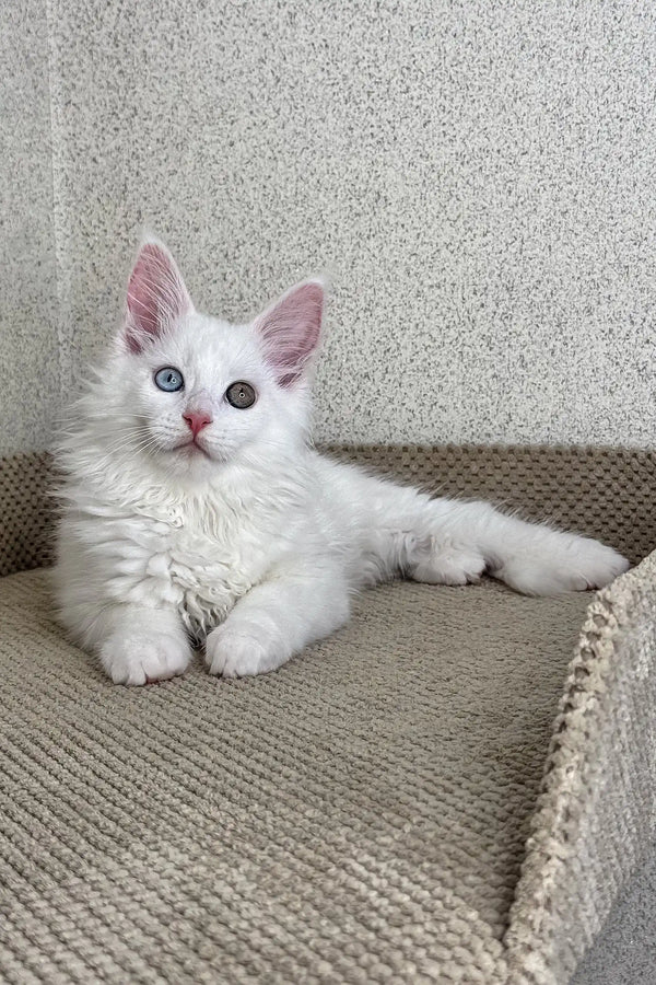 White Maine Coon kitten named Arfa with stunning heterochromia eyes