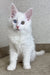 Cute White kitten with heterochromia from Arfa Maine Coon Kitten collection