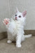 White kitten with raised paw from the Arfa Maine Coon Kitten collection