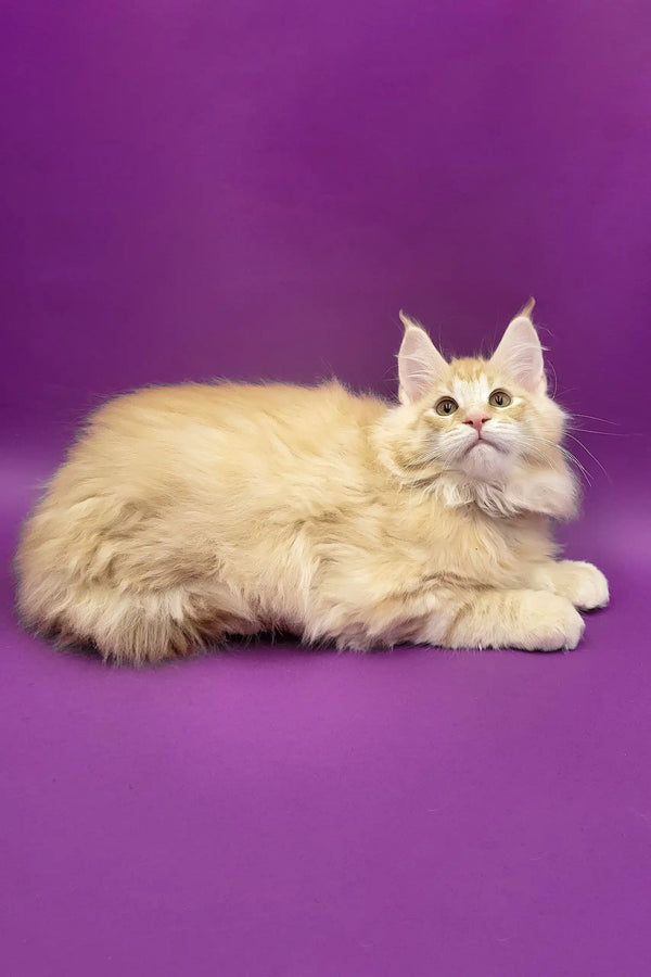 Argo | maine coon kitten