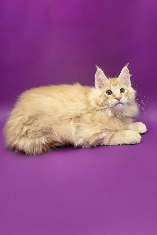 Argo | maine coon kitten