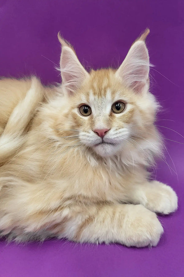 Argo | maine coon kitten