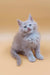 Fluffy gray Maine Coon kitten with stunning blue eyes named Ari