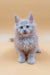 Fluffy gray Maine Coon kitten named Ari with bright blue eyes