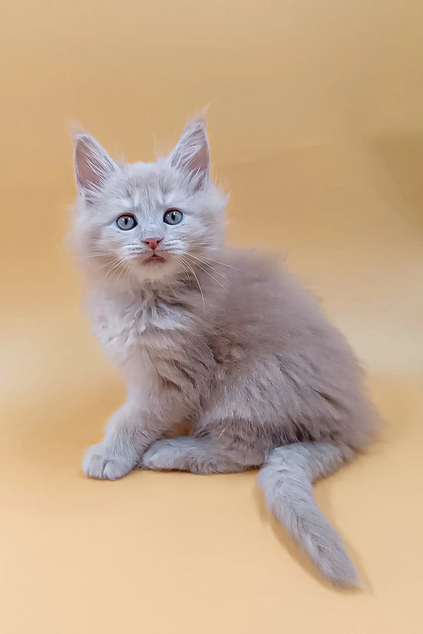 Fluffy gray Maine Coon kitten named Ari with mesmerizing blue eyes