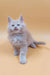 Fluffy light-colored Maine Coon kitten named Ari looking adorable and playful