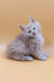 Fluffy light gray Maine Coon kitten Ari with beautiful blue eyes