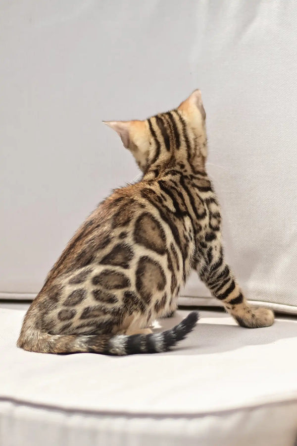 Ariel | bengal kitten