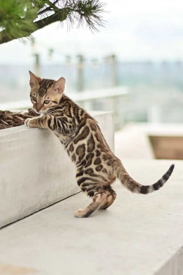 Ariel | bengal kitten