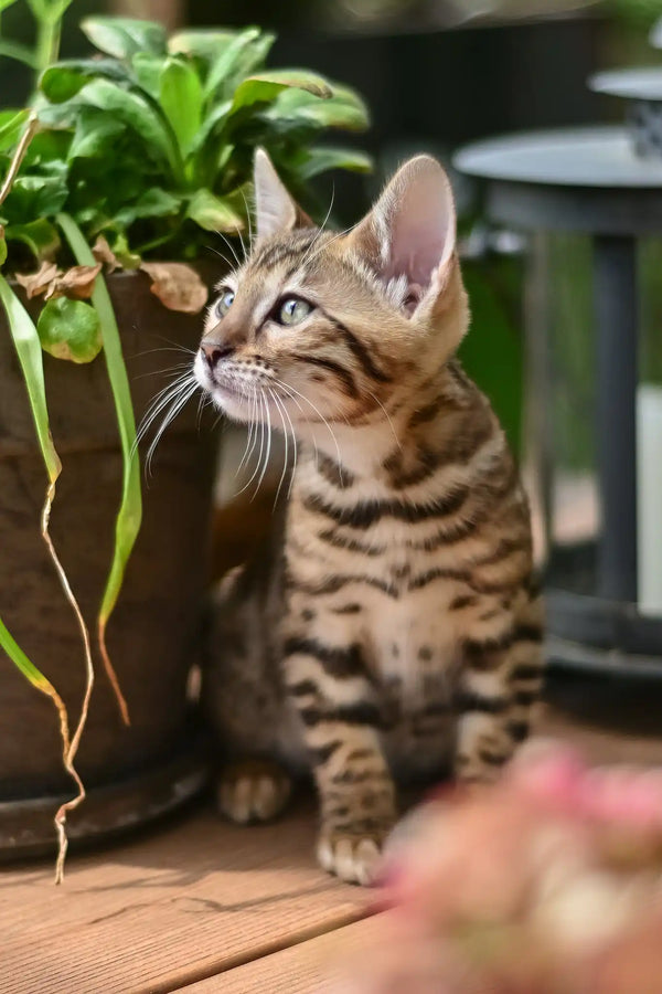 Ariel | bengal kitten