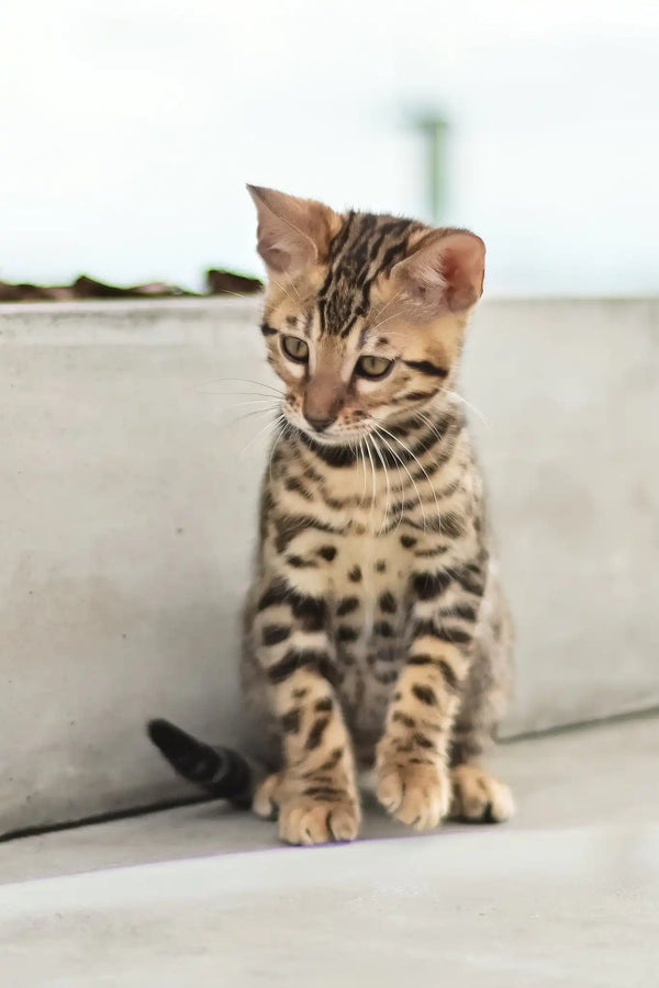 Ariel | bengal kitten