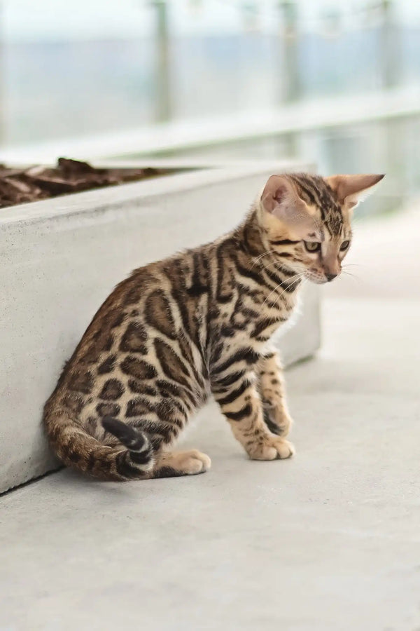 Ariel | bengal kitten