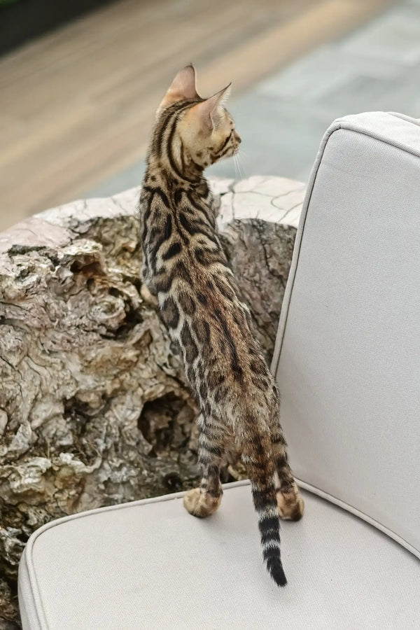 Ariel | bengal kitten