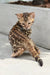Ariel | bengal kitten