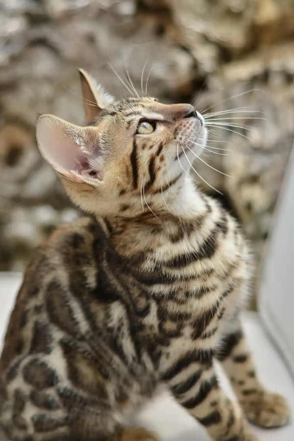 Ariel | bengal kitten