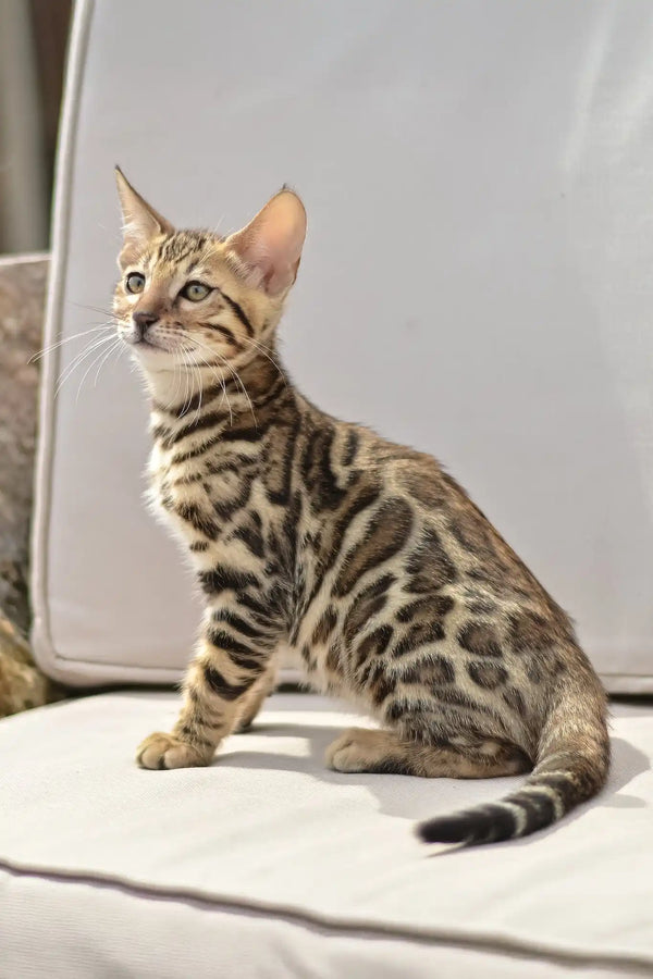 Ariel | bengal kitten