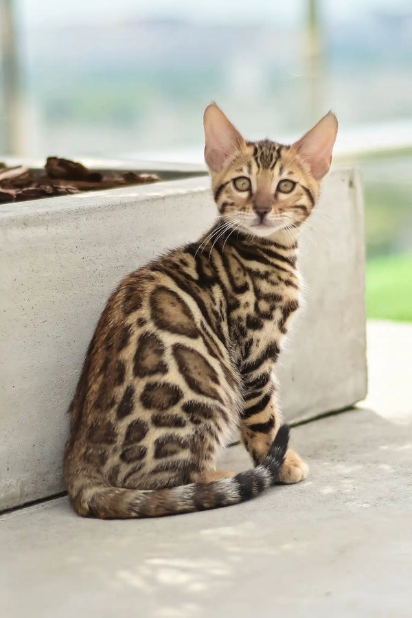 Ariel | bengal kitten