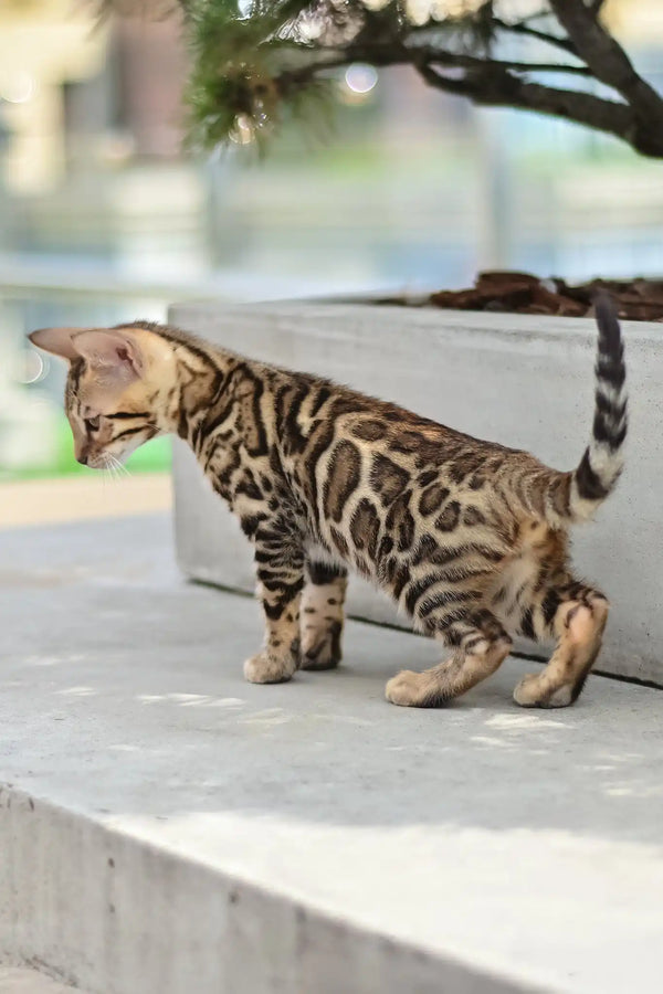 Ariel | bengal kitten
