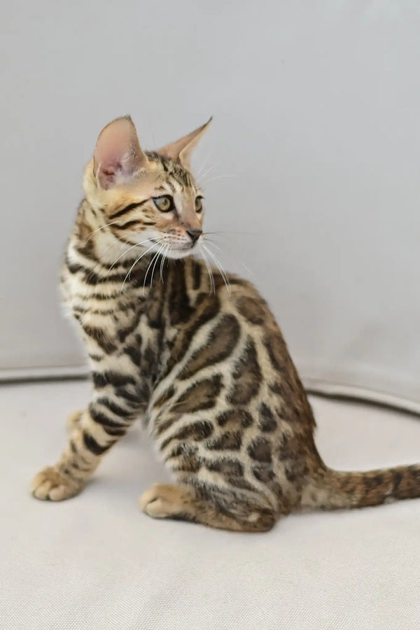 Ariel | bengal kitten